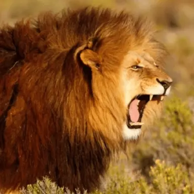 Profile image of 사자