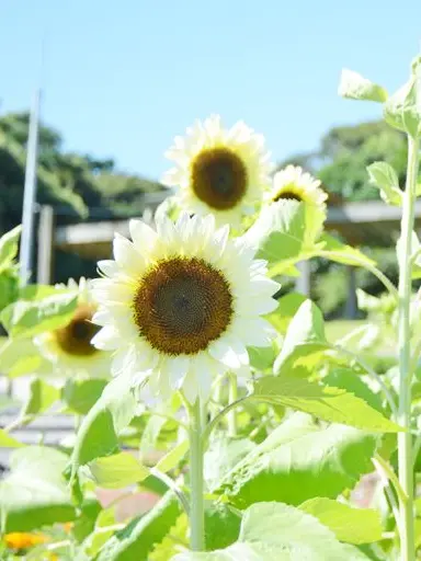 fuu_0917의 Stay by Me Until Summer's End