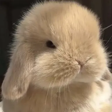 Profile image of スンチョラ