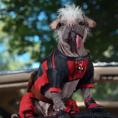Profile image of Dogpool