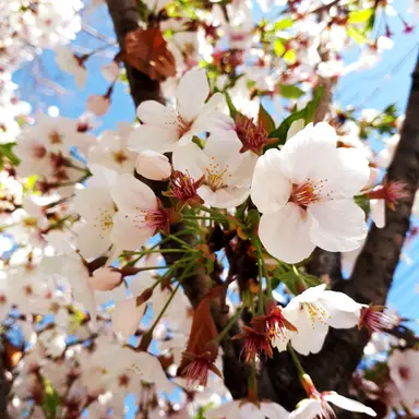 Profile image of 별. 星