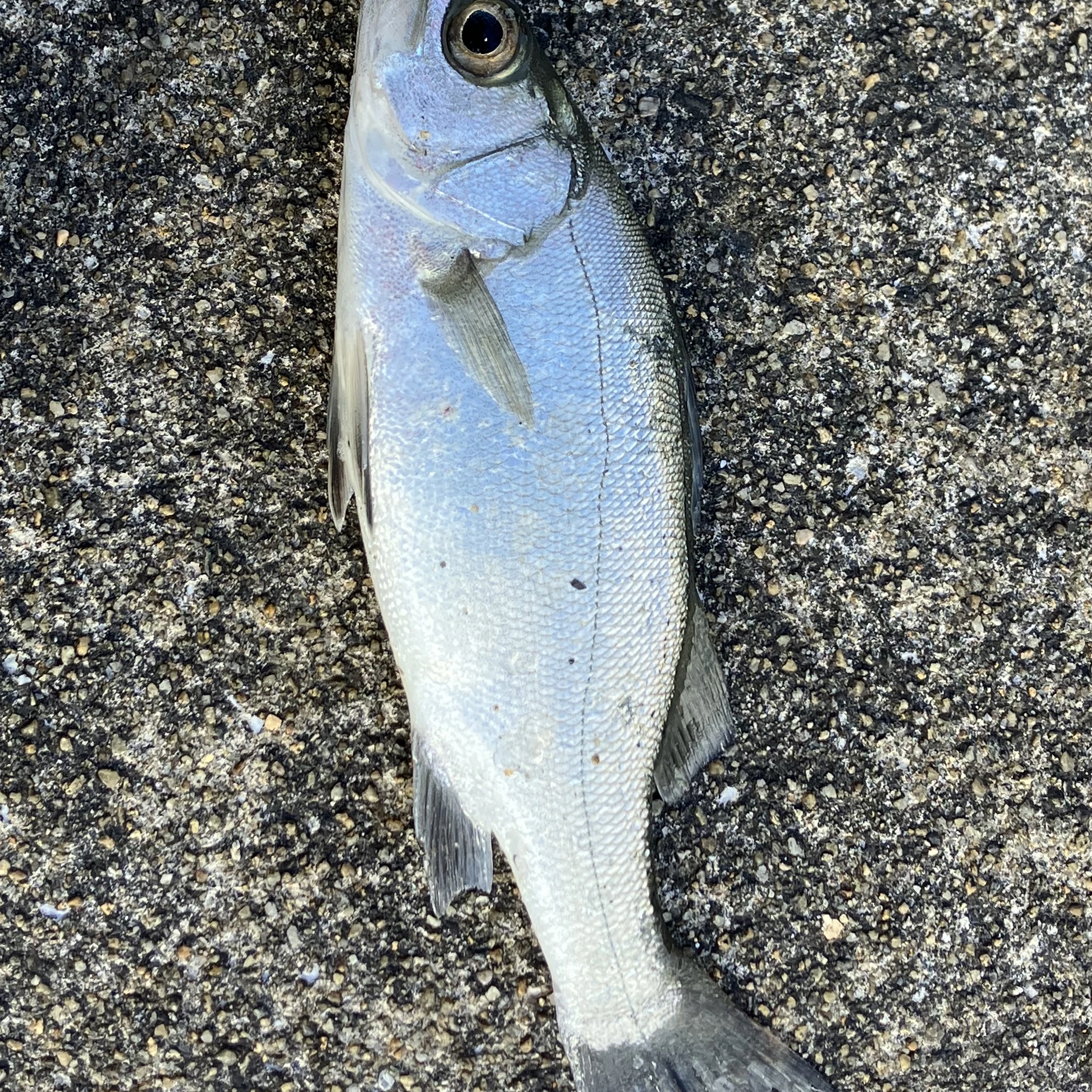 なし。