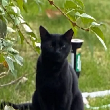 Profile image of Sable Ferrow
