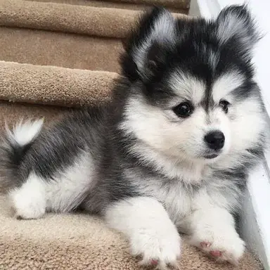 Profile image of Coco