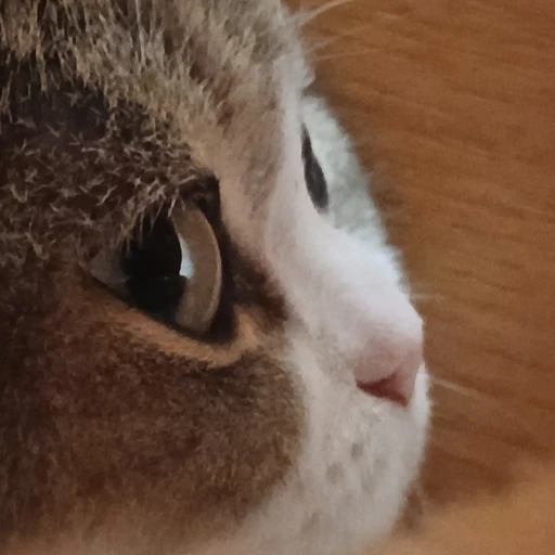 우리집 고양이 귀요미 에요 꼭 한번 해주세요!!!