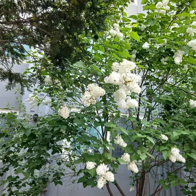 Profile image of 서울대 마법사