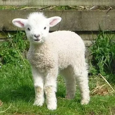 Profile image of 베르소