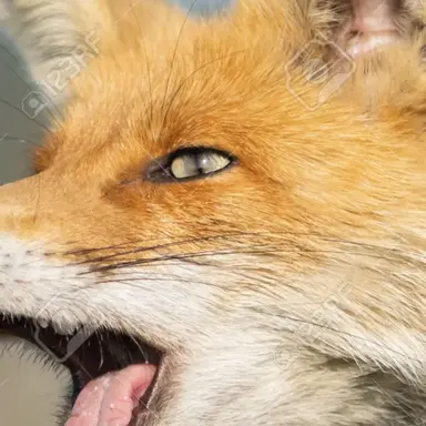 Profile image of 여우