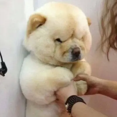 I_like_gojo의 [삐진 아르민 알레르토]