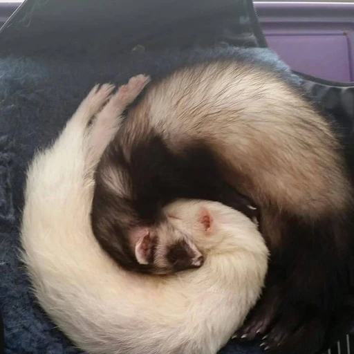 페럿
