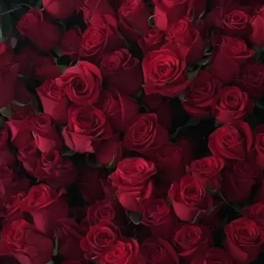 Profile image of 라더