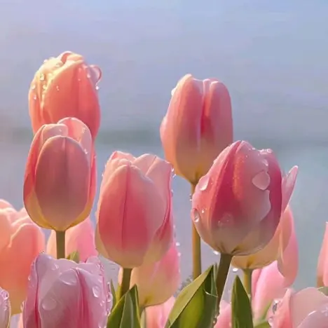 skeorus486의 재견, 성지, 그리고 {{user}}