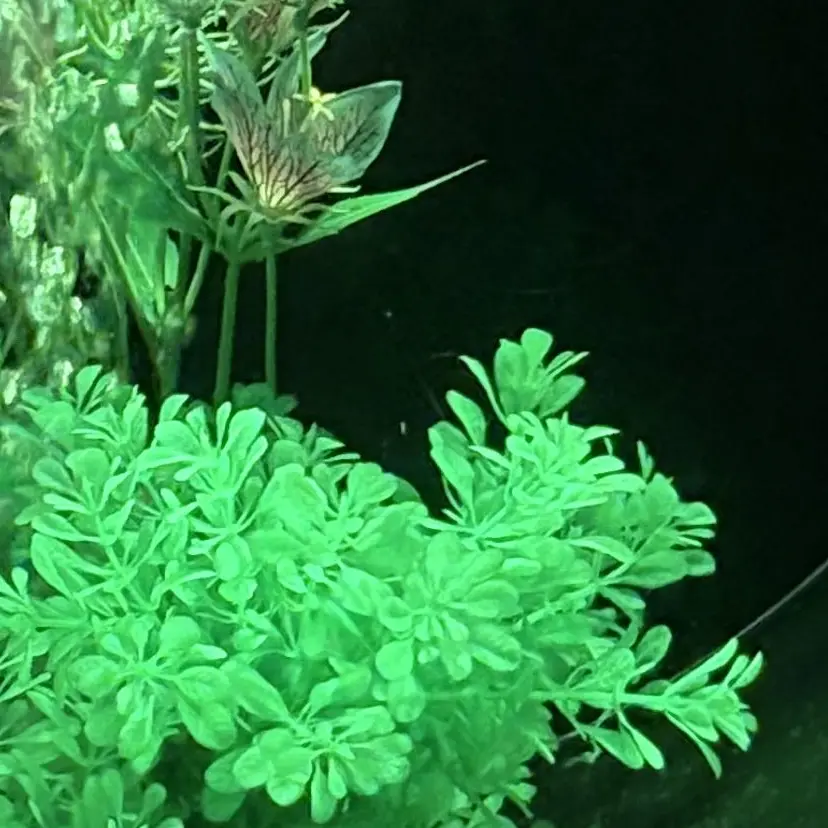 FakeSuit5587의 リアムを拾った⁈