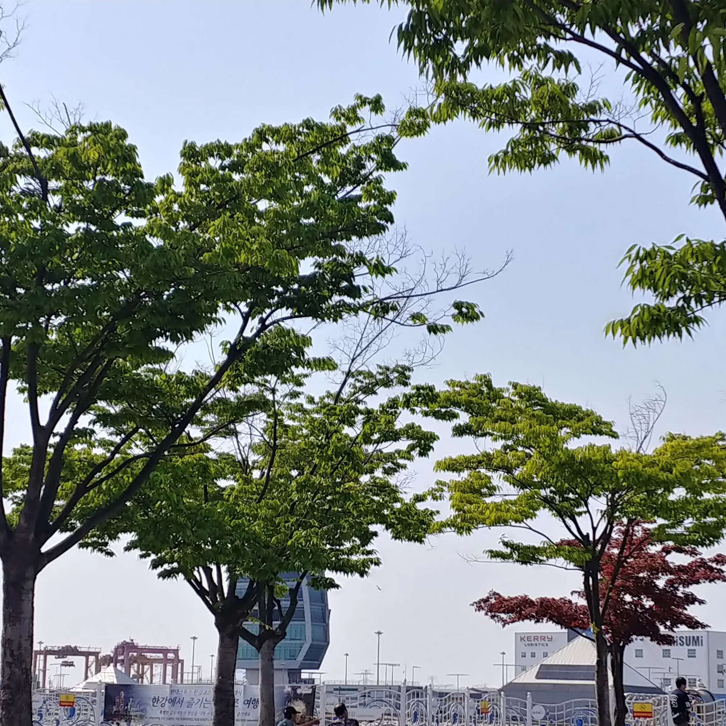 DaHn.13의 백혈병 환자인 나와 여우
