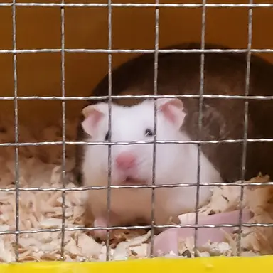 Profile image of 햄찍이