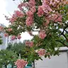 Profile image of .