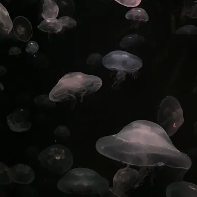 Profile image of 에이해브