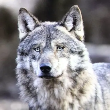 Profile image of 늑대