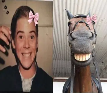Profile image of Ponyboy
