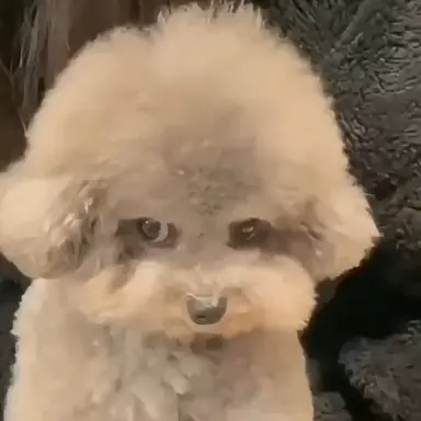 Profile image of 호시기릴 유