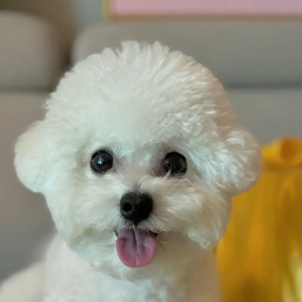 고고프렌즈