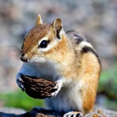 Profile image of 이채영