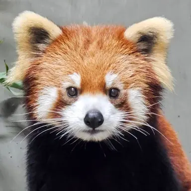 Profile image of 송하영