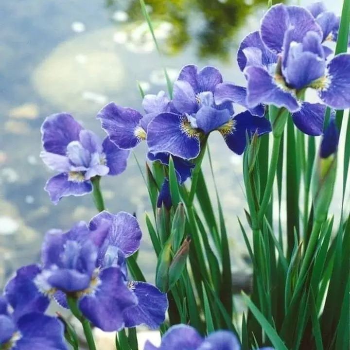 gelgel_ii의 이토시 사에