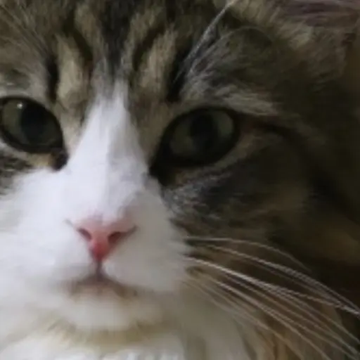 Tintpsss의 T성격 고양이