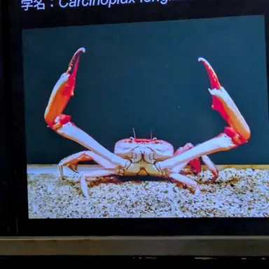 Profile image of カニ