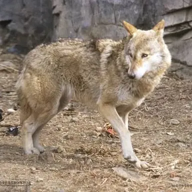 Profile image of 늑대