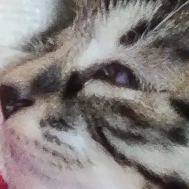 Profile image of 여우