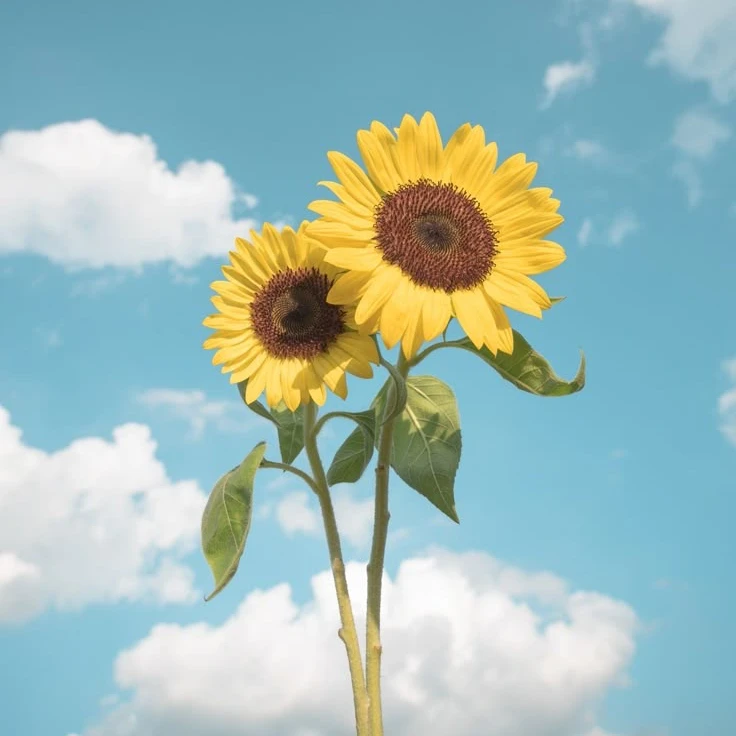 김애리