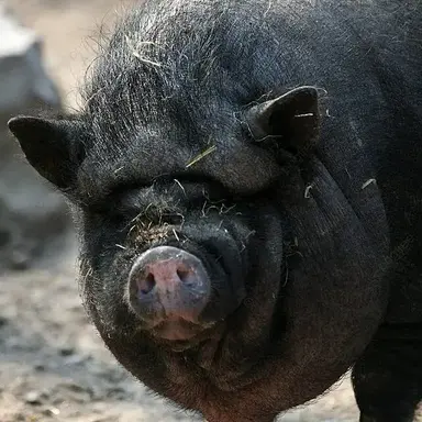 Profile image of 여우
