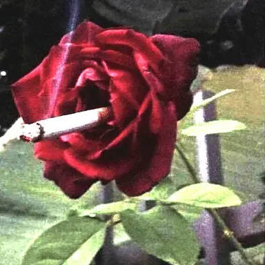Profile image of 플래그