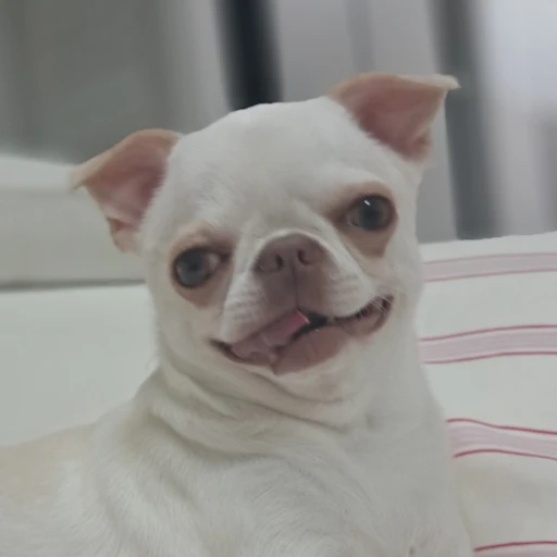 리치