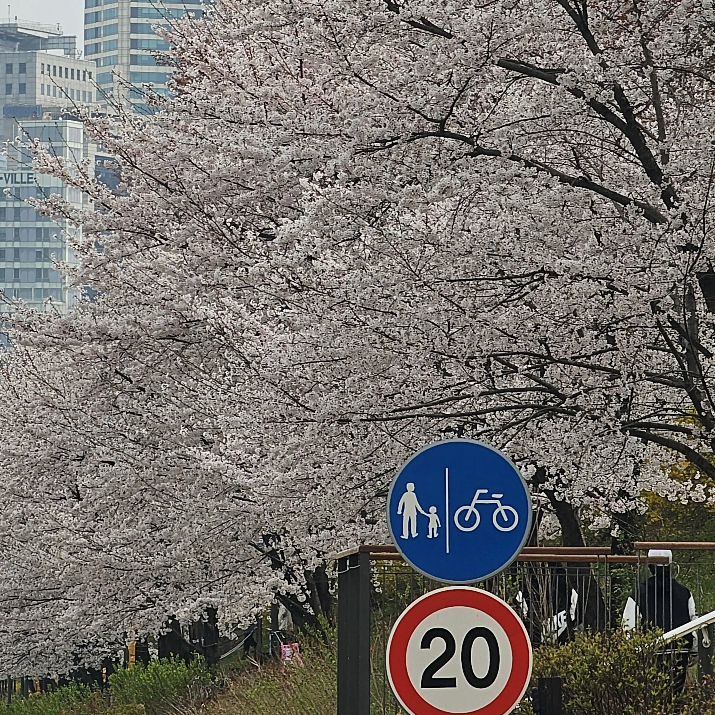 cutesybloom의 박성진