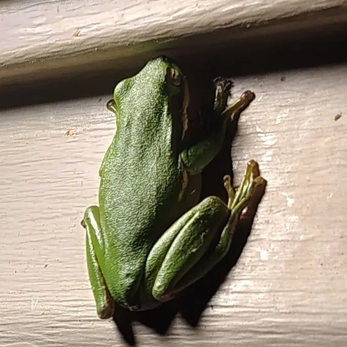 UglyThumb1735의 Kettle's First Wish