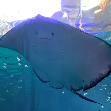 Profile image of 어징