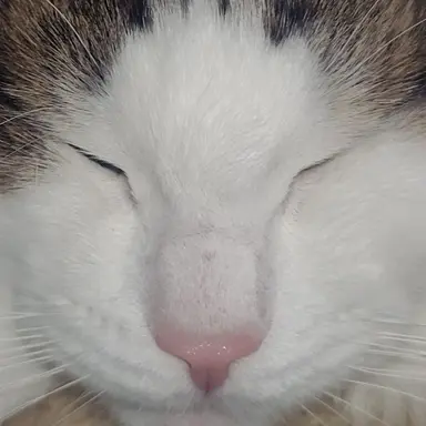 Profile image of メイドさん