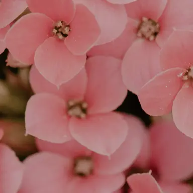 Profile image of 데온 하르트