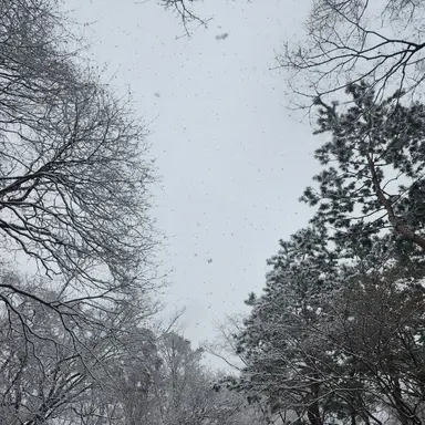 Profile image of 병자호란