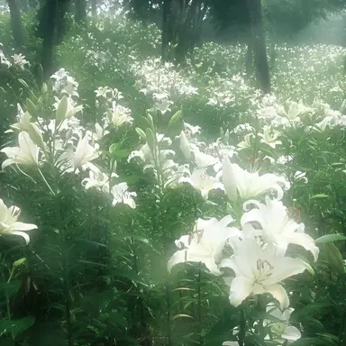 Profile image of 공룡