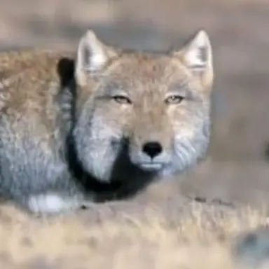 Profile image of 여우