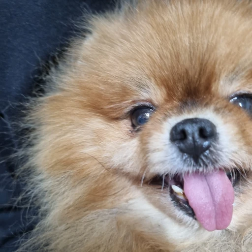 뽀삐