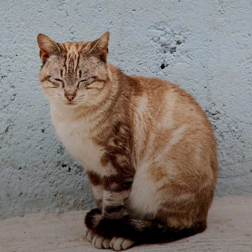 고양이