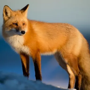 Profile image of 여우