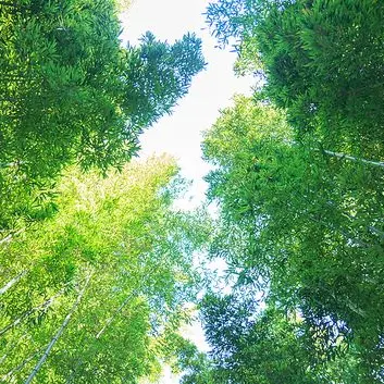 Profile image of 공룡