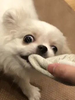 Profile image of とうふ