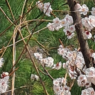 마법 화산고